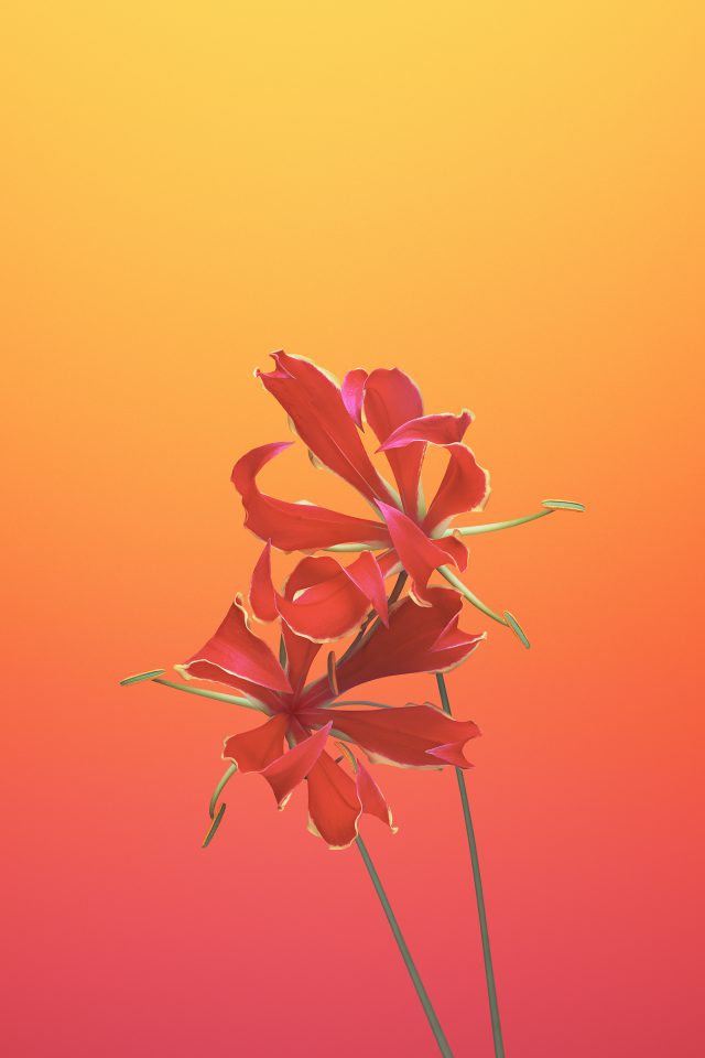 Flower GLORIOSA Android wallpaper