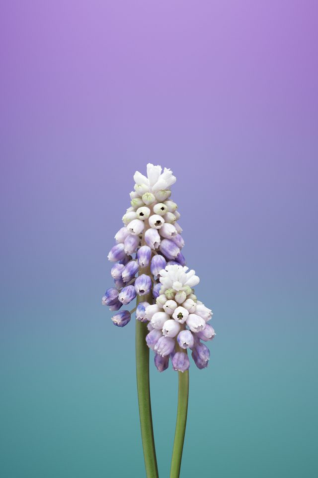 Flower MUSCARI Android wallpaper